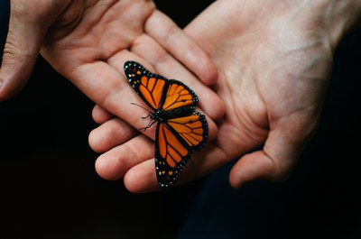 Hände vor schwarzem Hintergrund, die einen Schmetterling halten