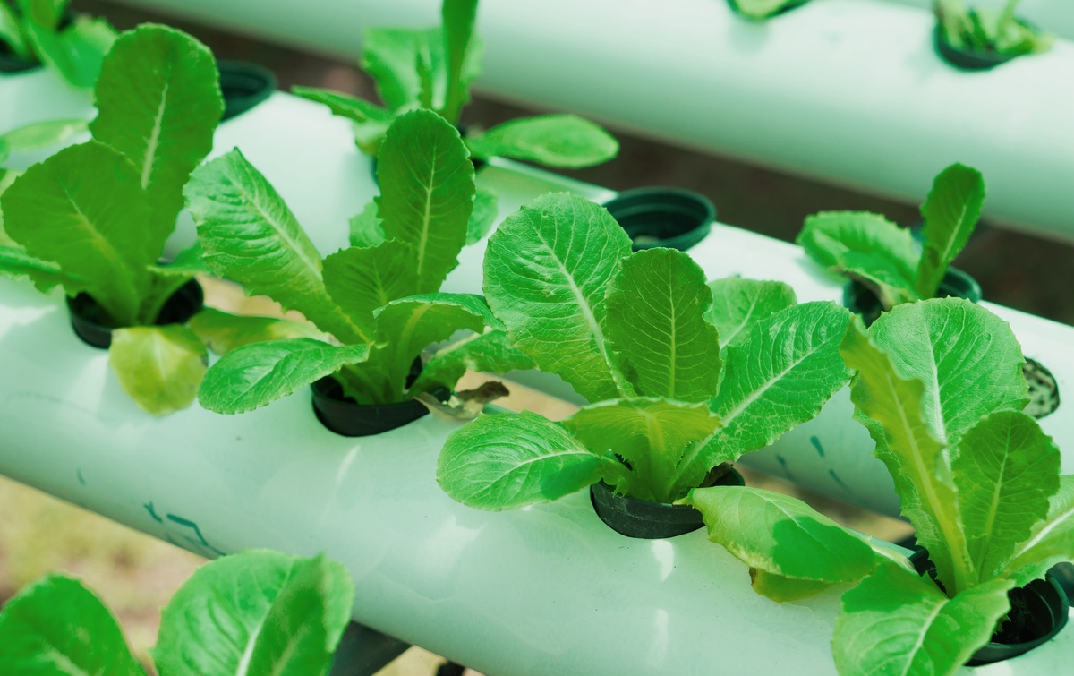 Hydroponic-Foto