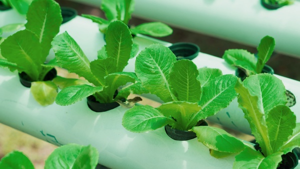 Hydroponic-Foto