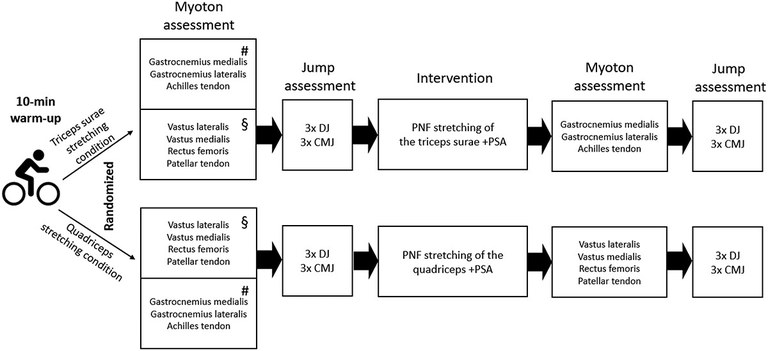What to stretch? - Isolated proprioceptive neuromuscular facilitation stretching of either quadriceps or triceps surae followed by post-stretching activities alters tissue stiffness and jump performance