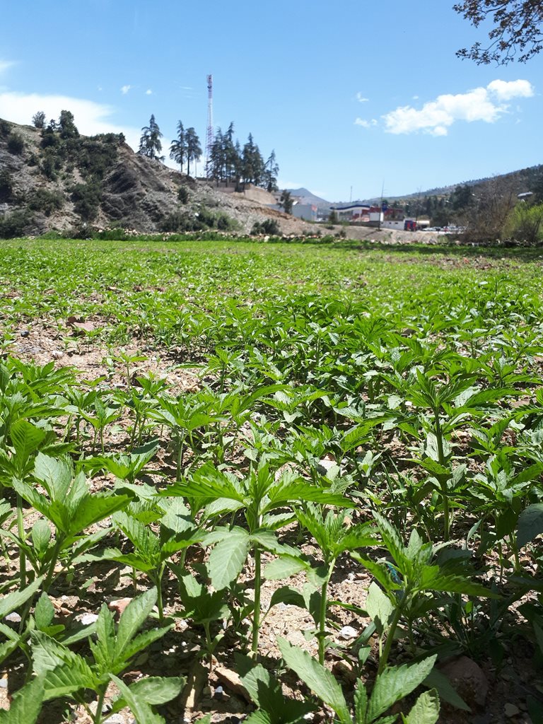 Hemp plantation in the Rif mountains