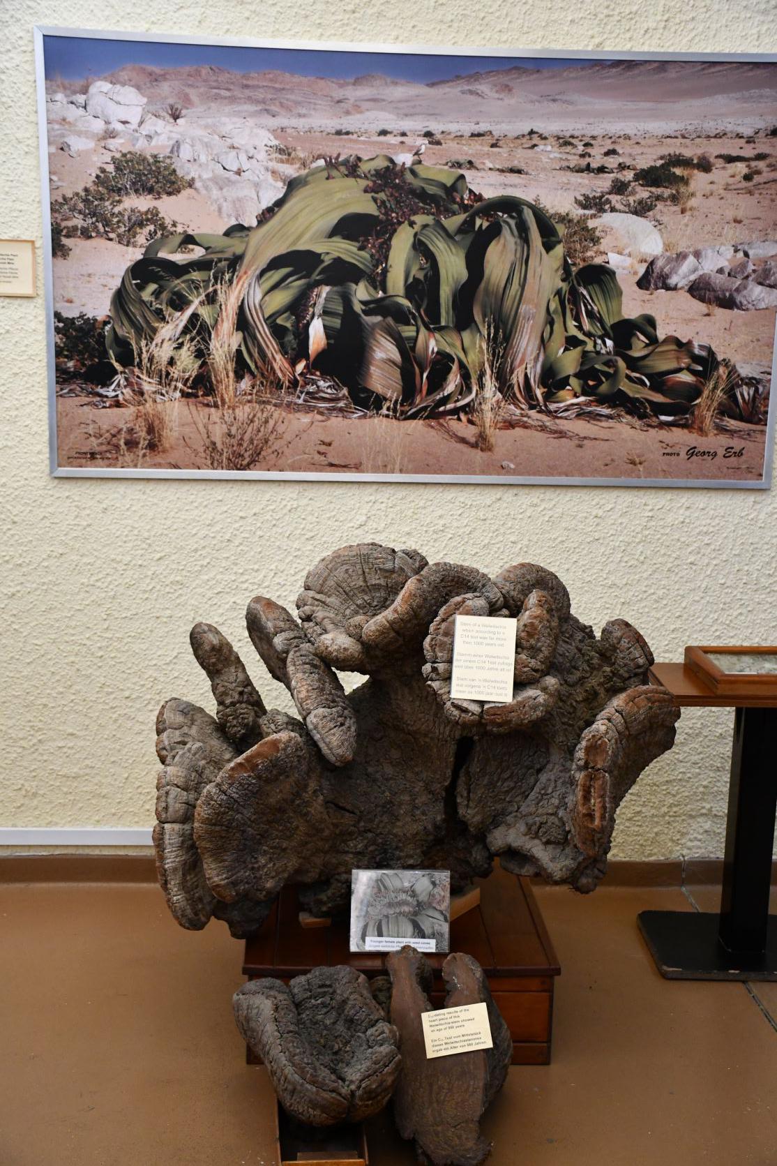 Welwitschia mirabilis (ancient desert plant)