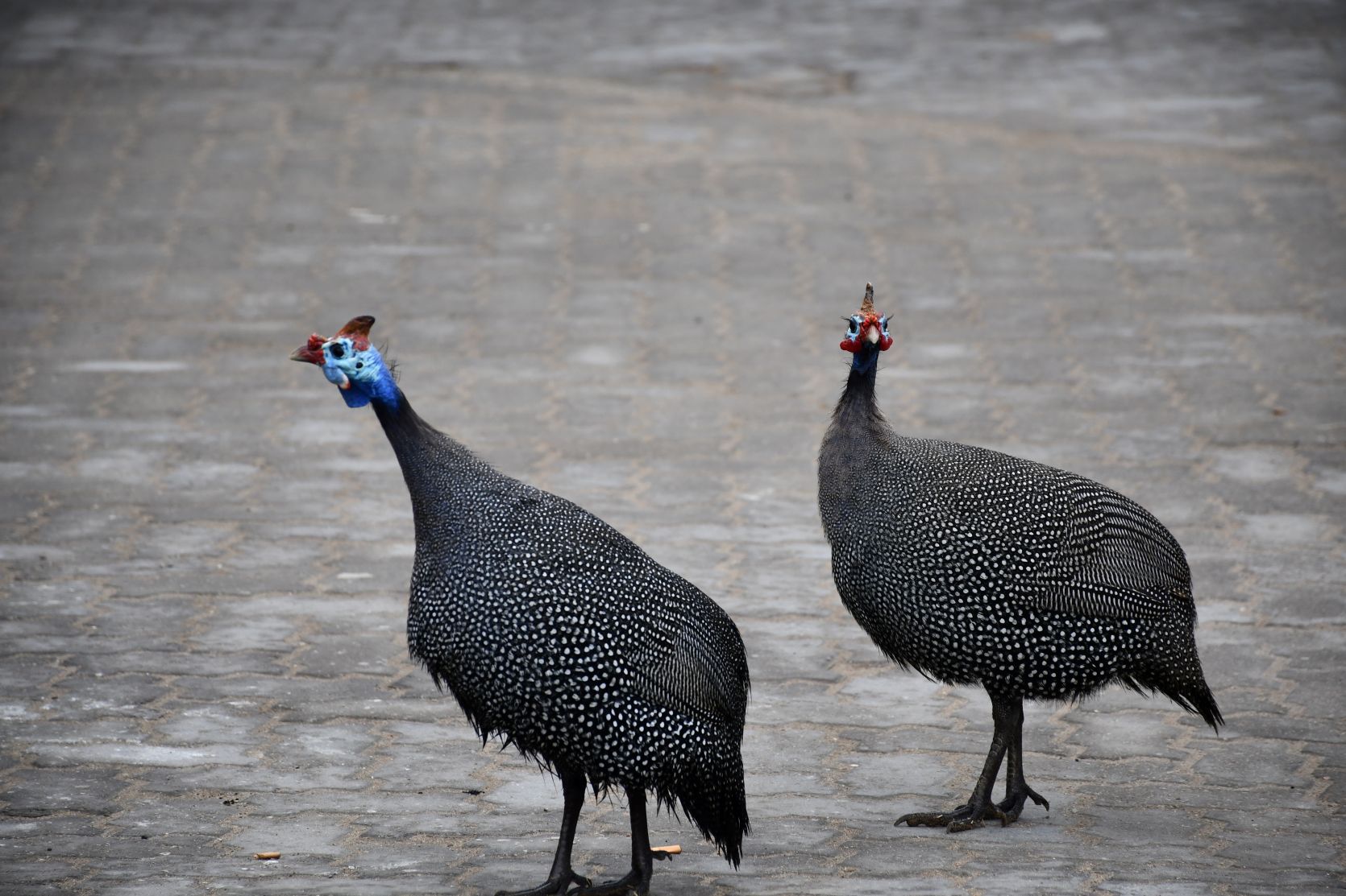 Streets of Swakopmund