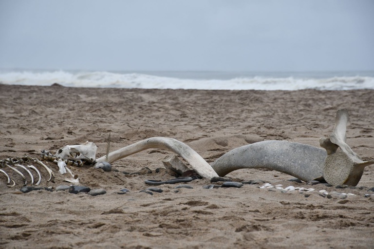 Whale Bones