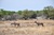 Etosha 10.JPG
