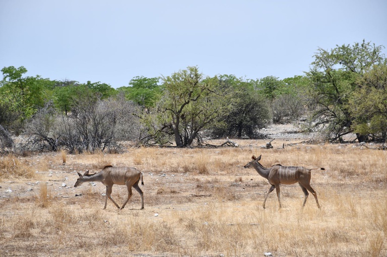 Etosha 10.JPG