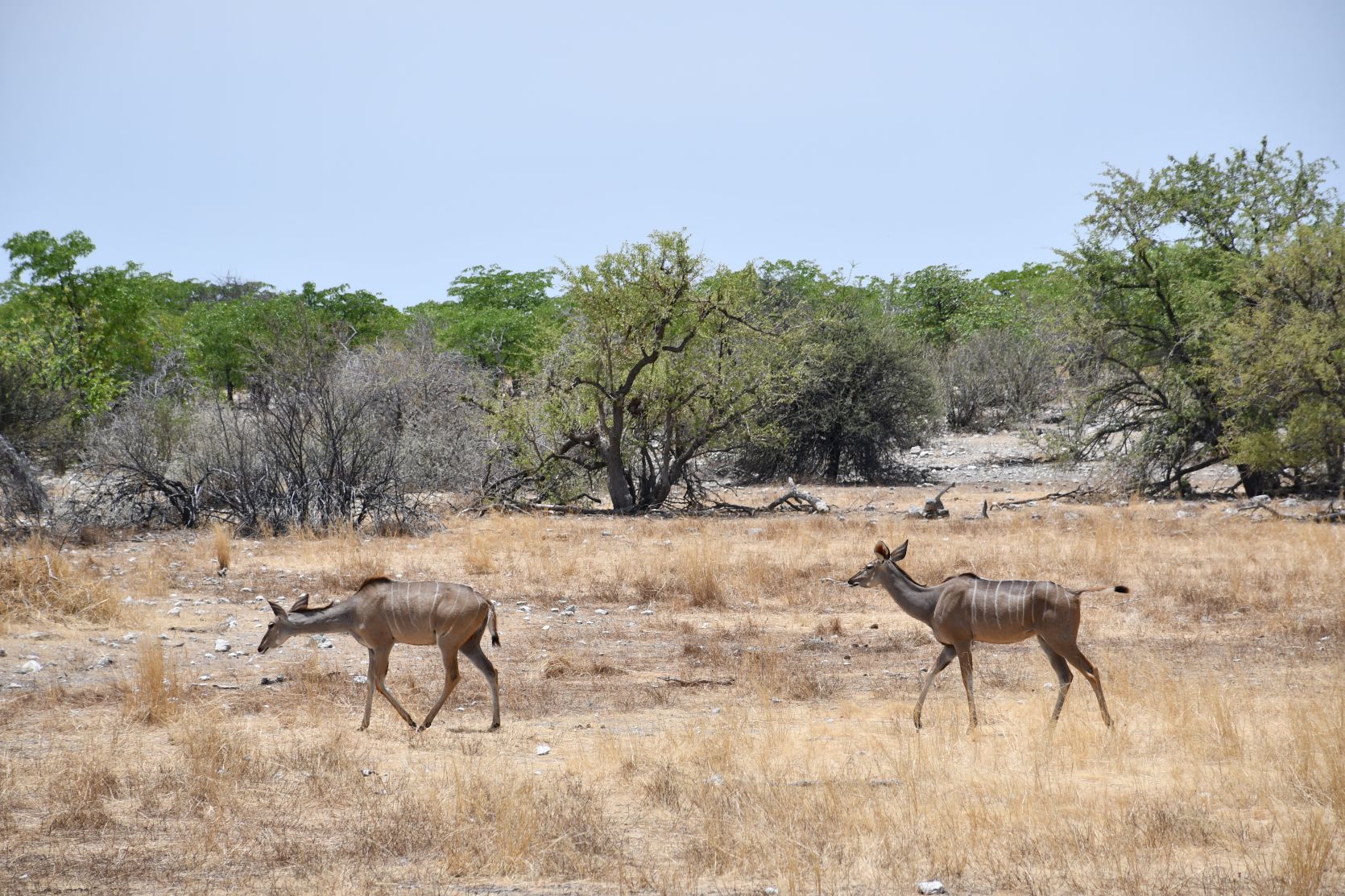 Etosha 10.JPG