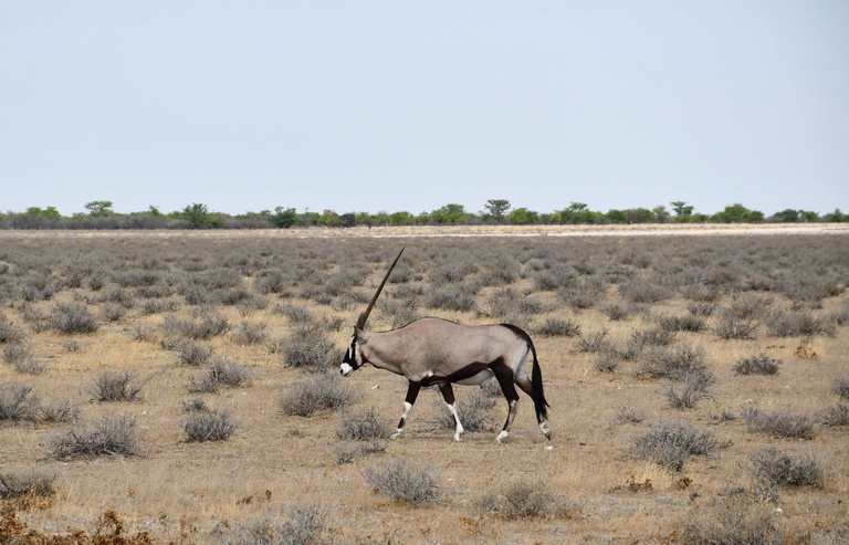 Etosha 11.JPG