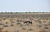 Etosha 11.JPG