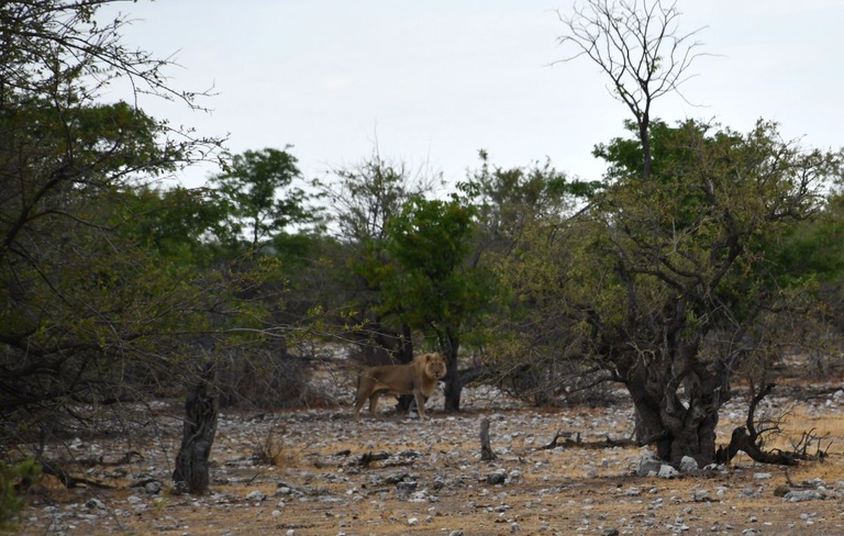 Etosha 3.JPG