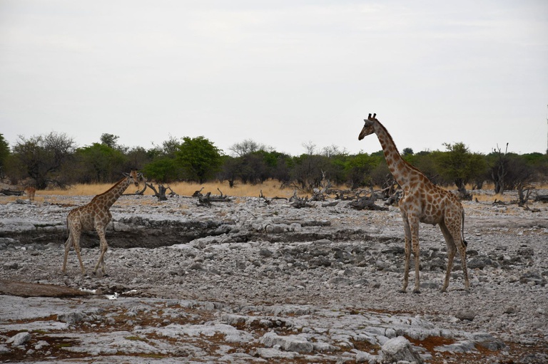 Etosha 5.JPG