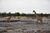 Etosha 5.JPG