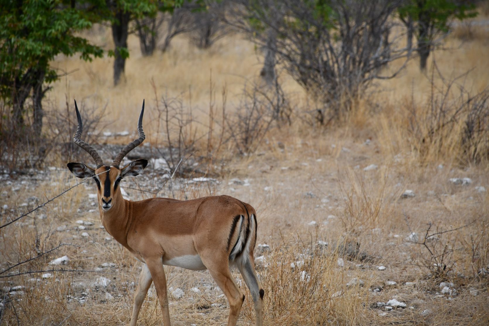 Etosha 6.JPG