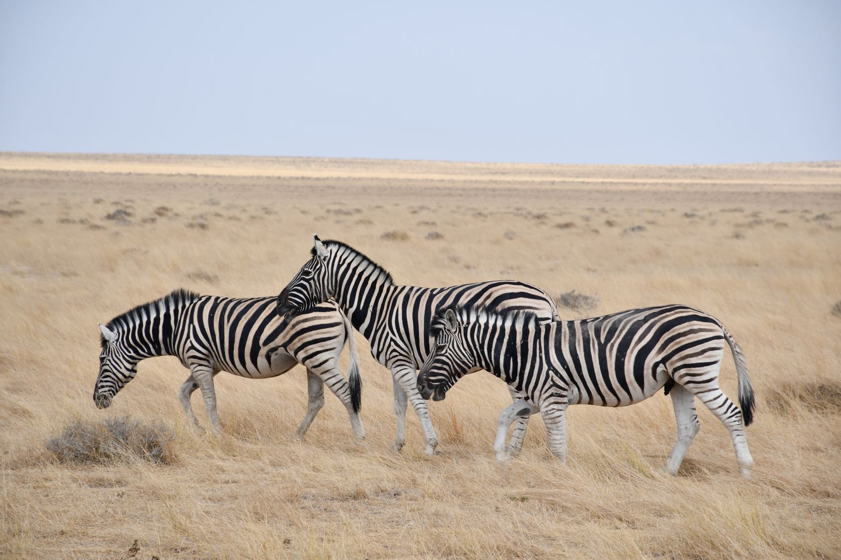 Etosha 8.JPG
