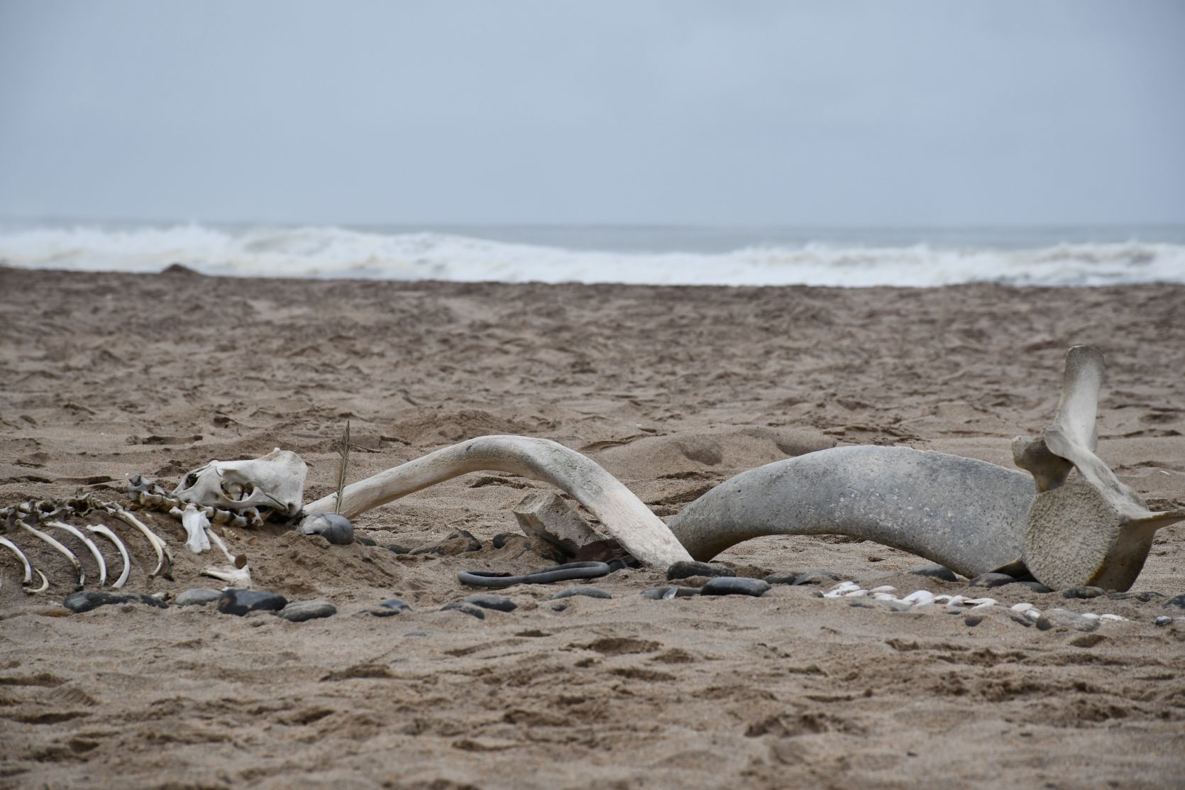 Whale Bones